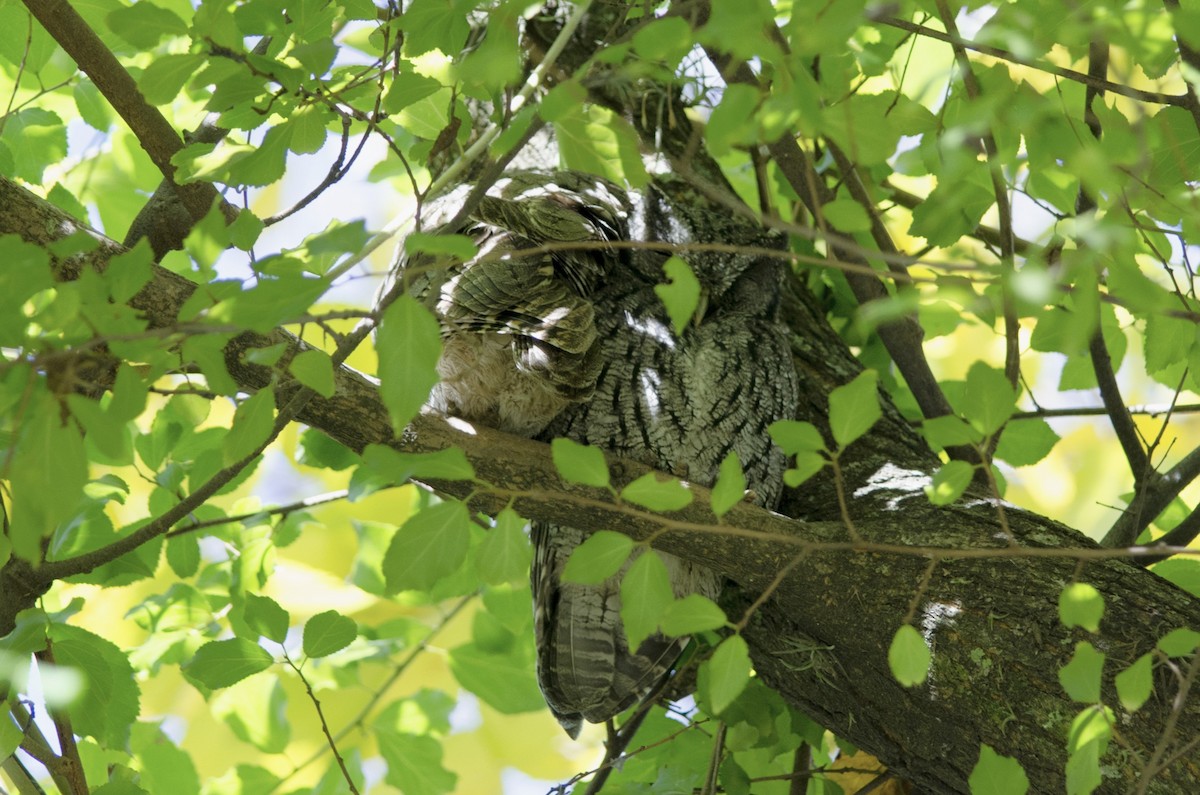 Tropical Screech-Owl - ML479831971