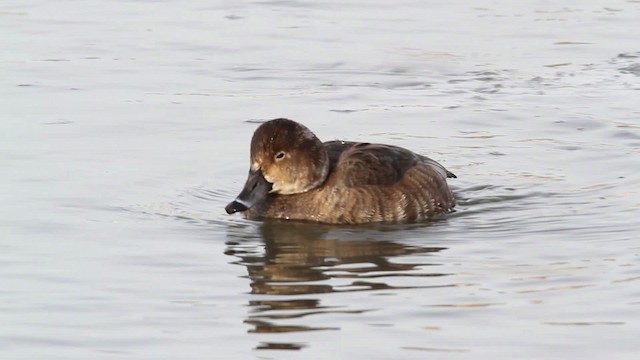 Redhead - ML479832