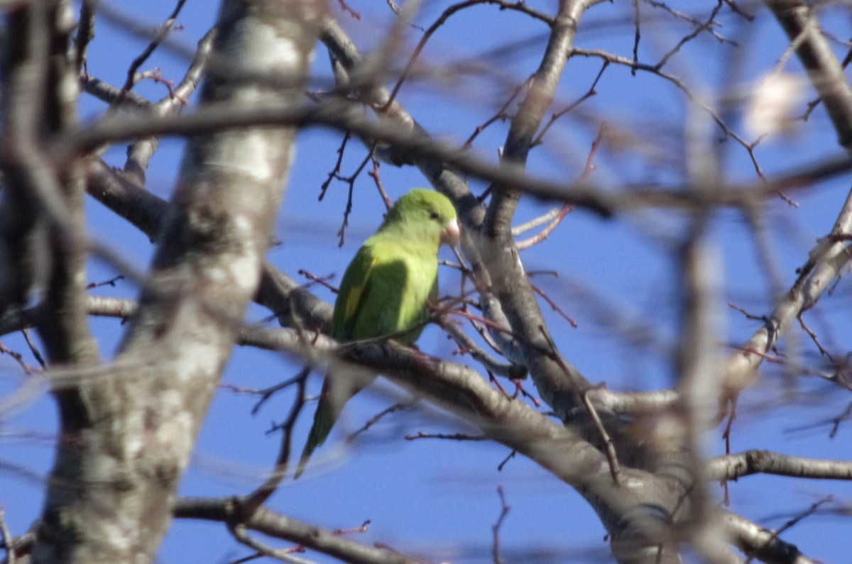Yellow-chevroned Parakeet - ML479832001