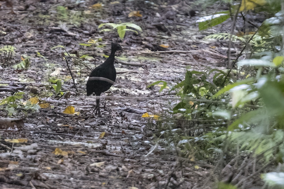 Dusky Megapode (Dusky) - ML479832331