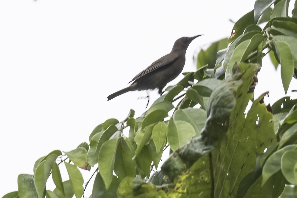 Ruby-throated Myzomela - Robert Lockett