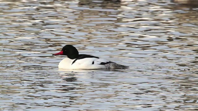 Common Merganser (North American) - ML479833