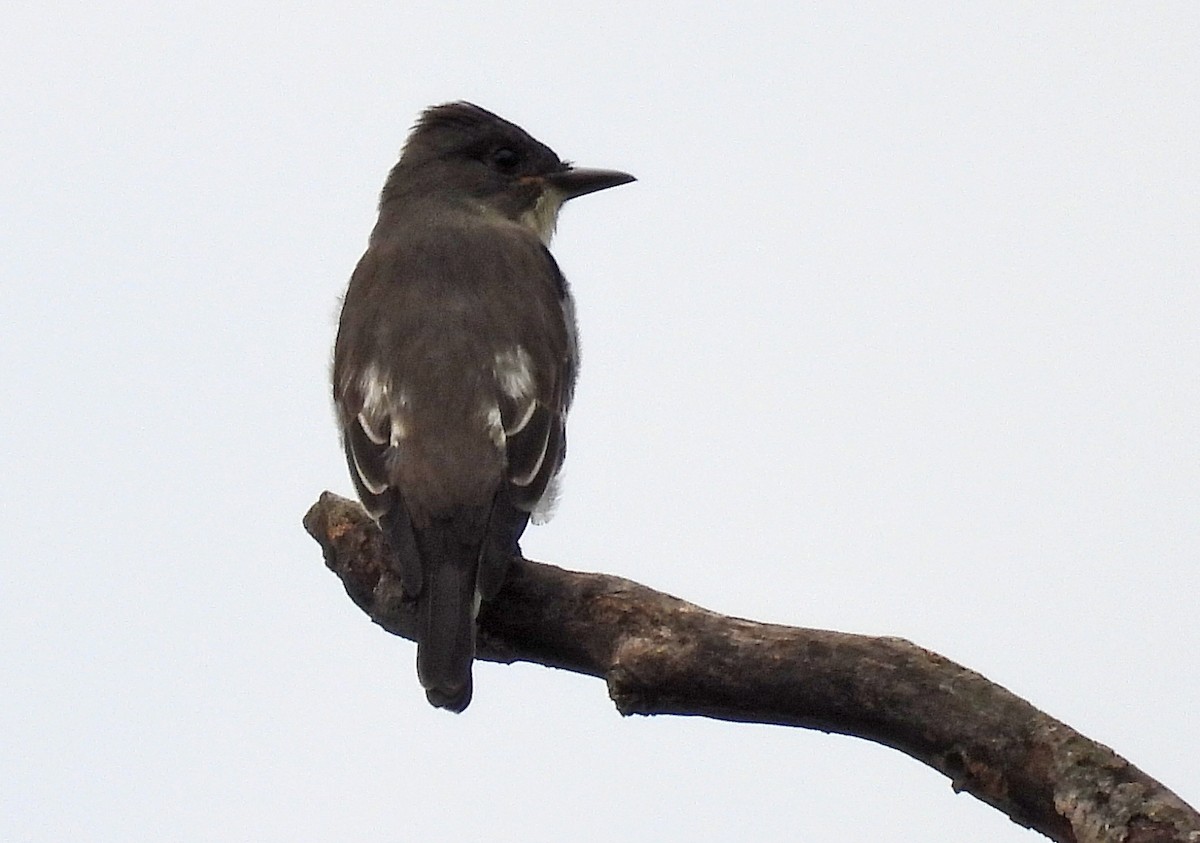 Olive-sided Flycatcher - ML479833731