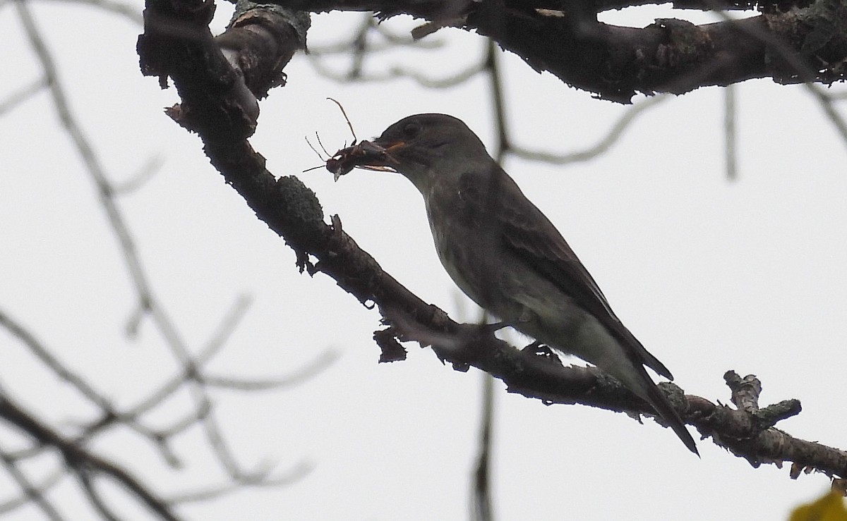 Olive-sided Flycatcher - ML479833881