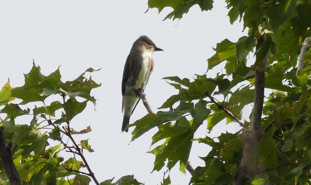 Olive-sided Flycatcher - ML479833891