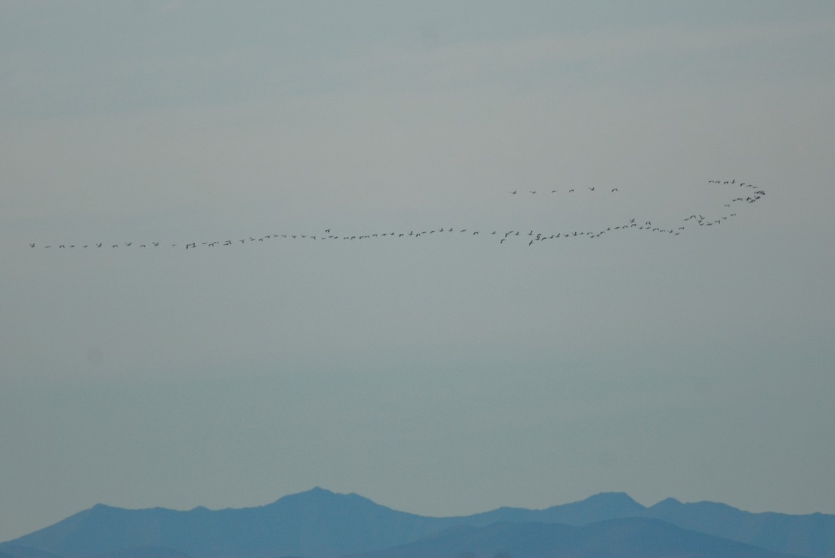 Snow Goose - ML47983531