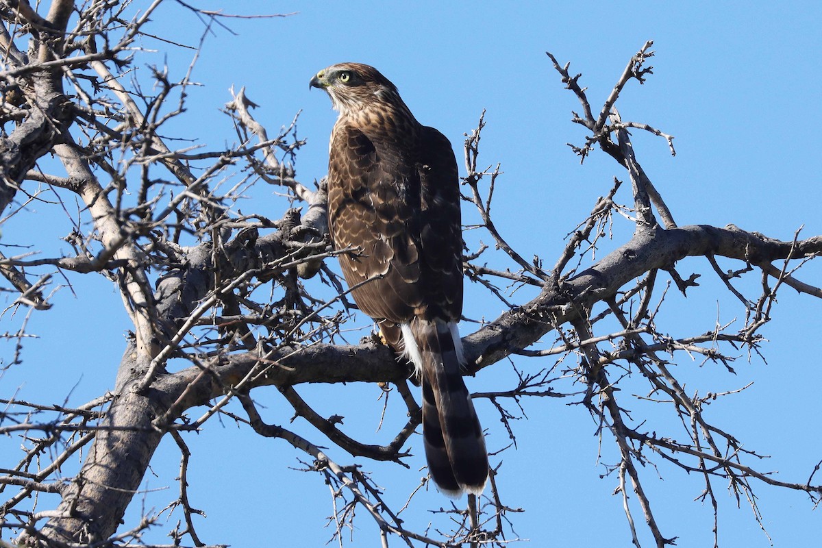Cooper's Hawk - Cindy Krasniewicz