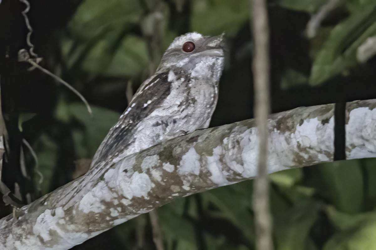 Marbled Frogmouth - ML479835901