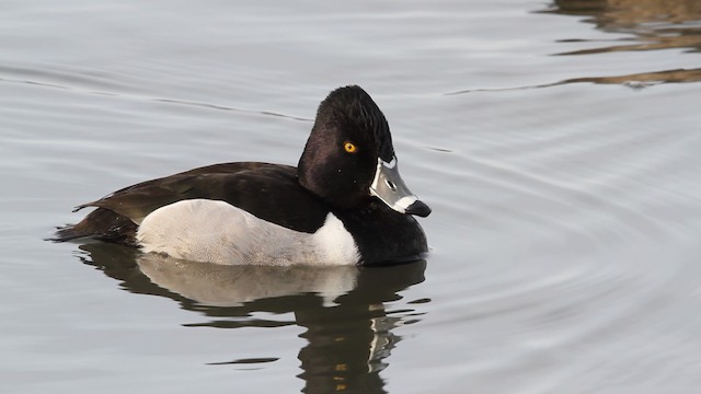 Ring-necked Duck - ML479836