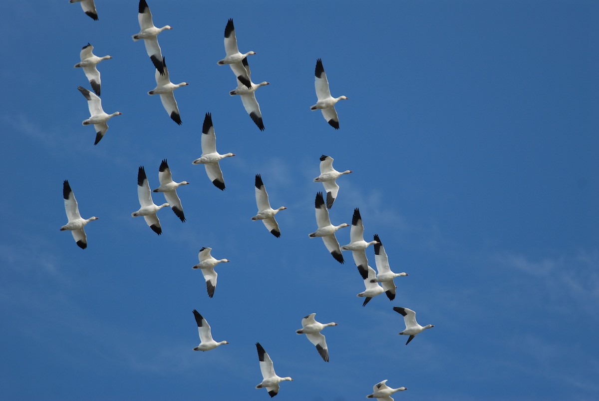 Snow Goose - ML47983611