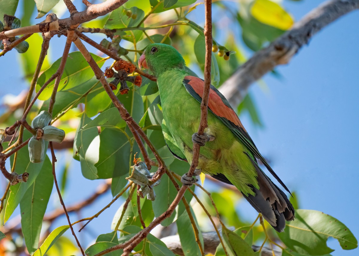 Red-winged Parrot - ML479836661