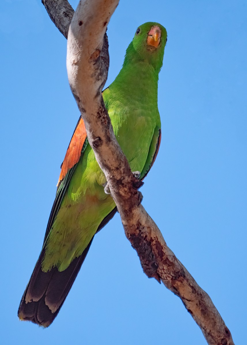 Red-winged Parrot - ML479836671