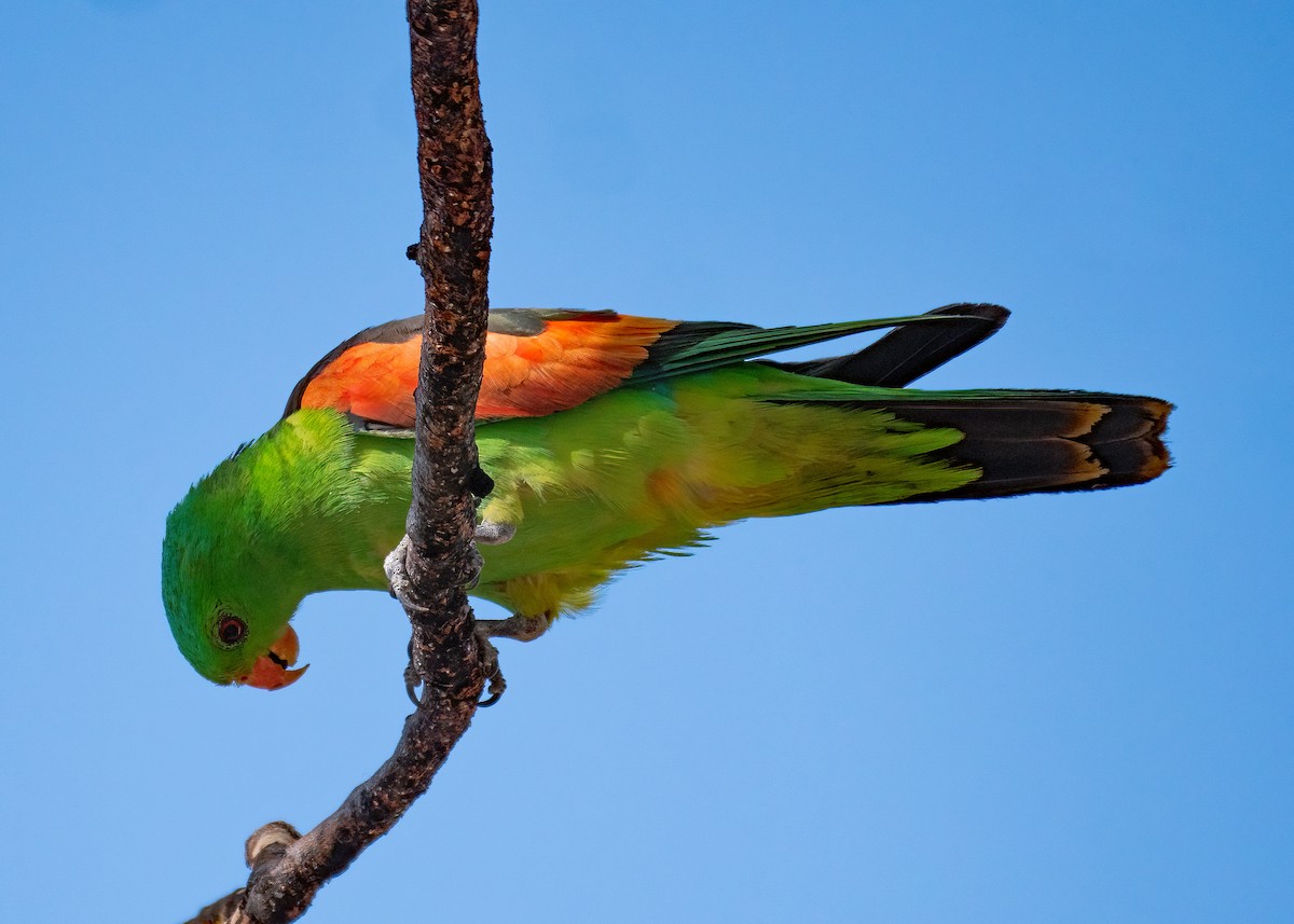 Red-winged Parrot - ML479836681