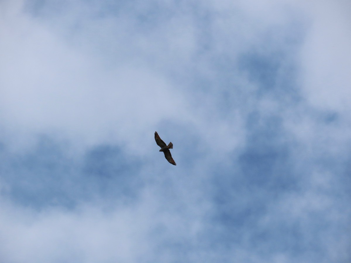 Plumbeous Kite - ML479837181