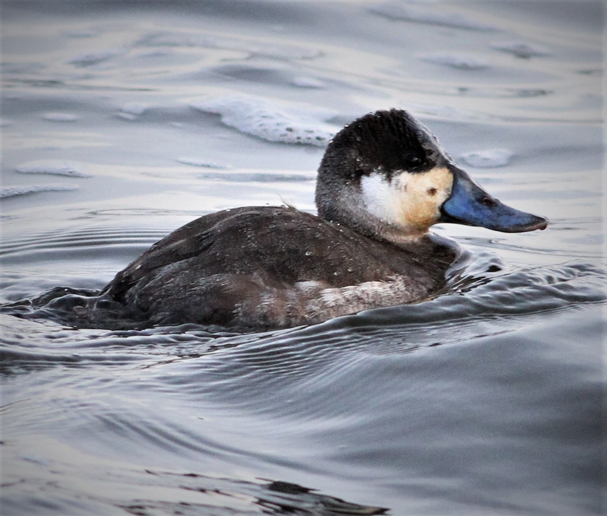 Ruddy Duck - Matthew Valencic