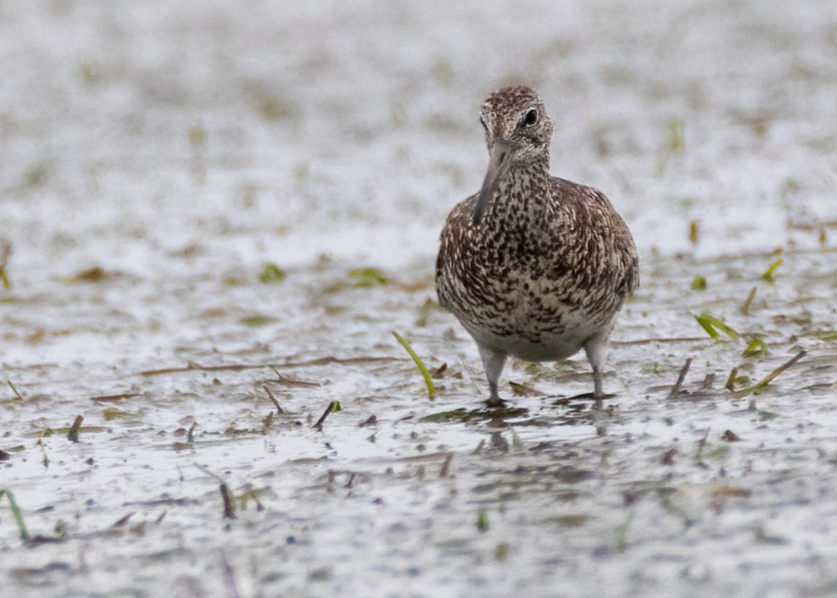 Willet - ML479838361