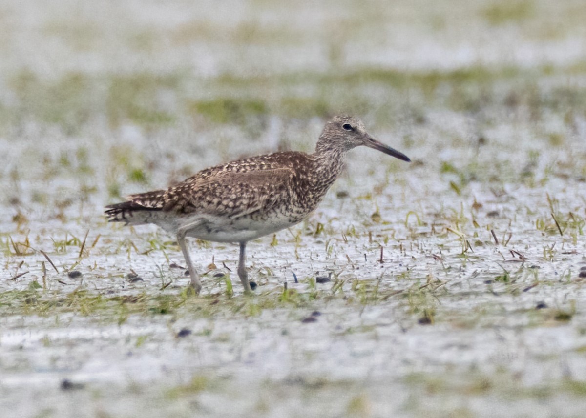 Willet - Luc Tremblay