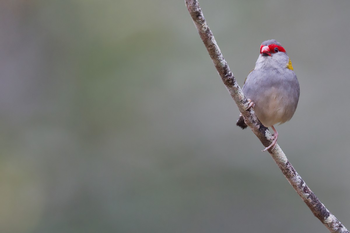 Red-browed Firetail - ML479838651