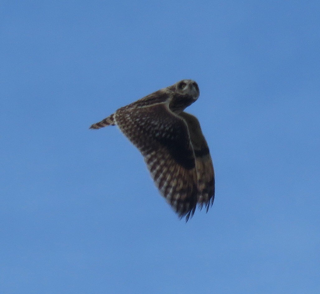 Short-eared Owl - George Chrisman