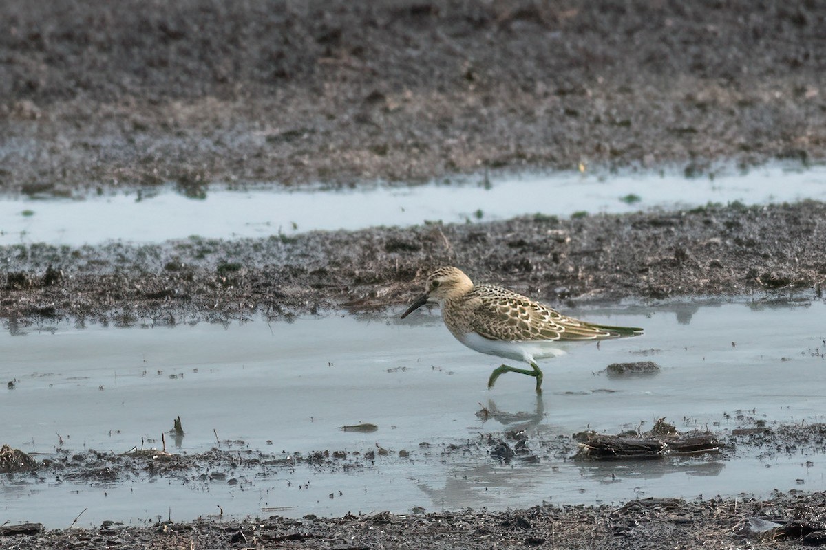 Baird's Sandpiper - ML479839781