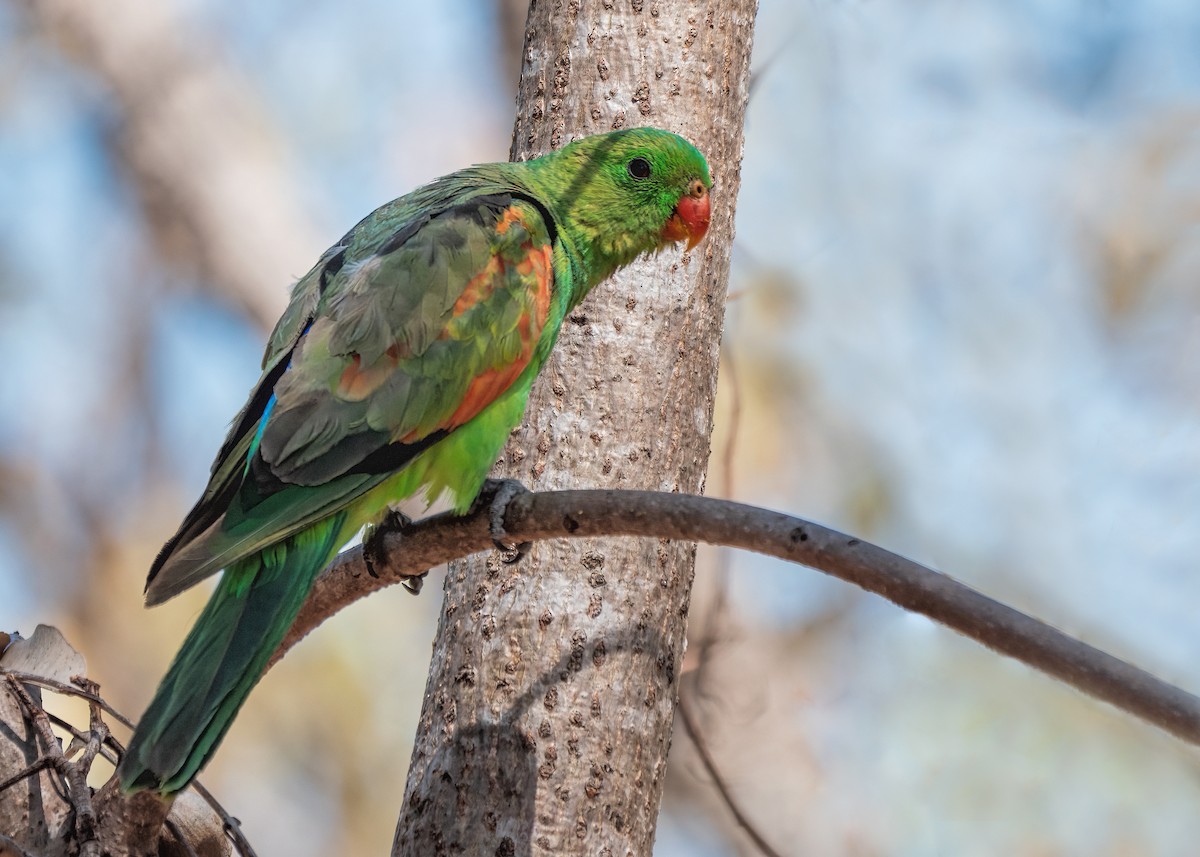 Red-winged Parrot - ML479839921