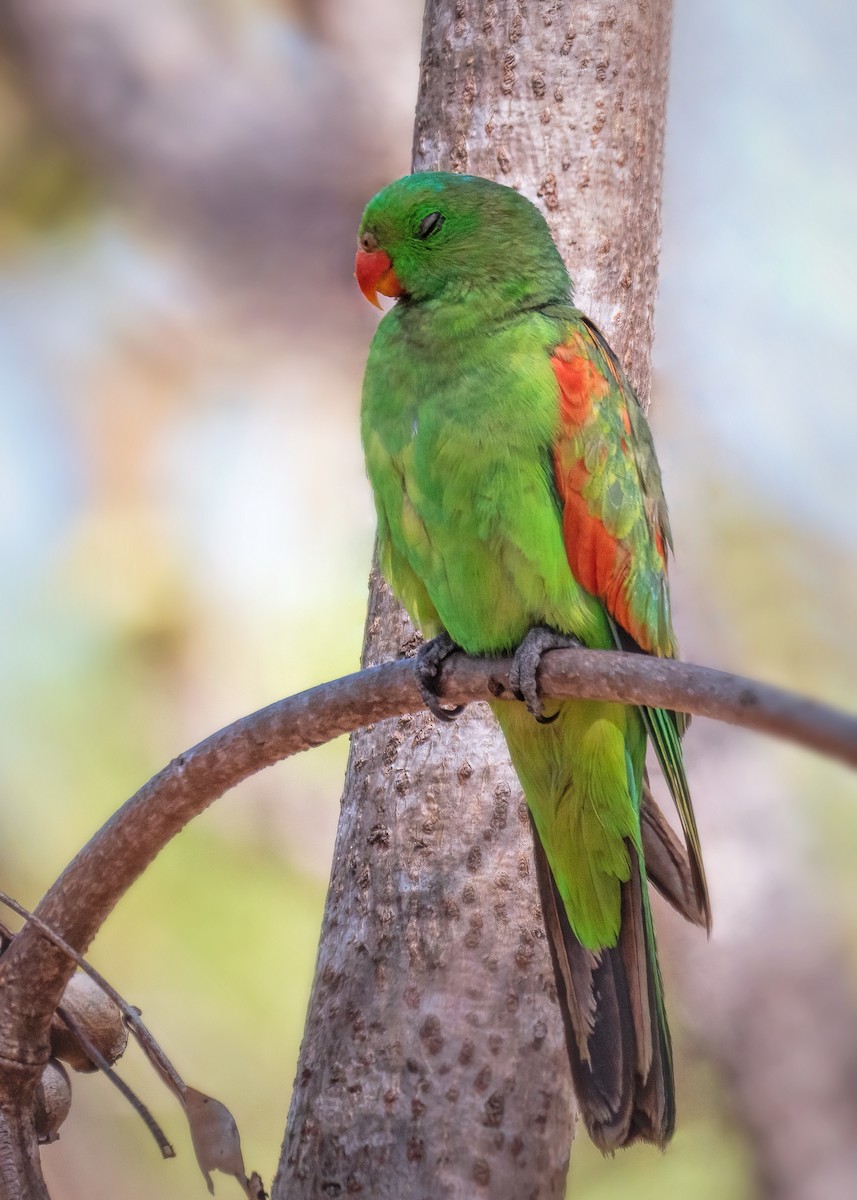 Red-winged Parrot - Julie Clark