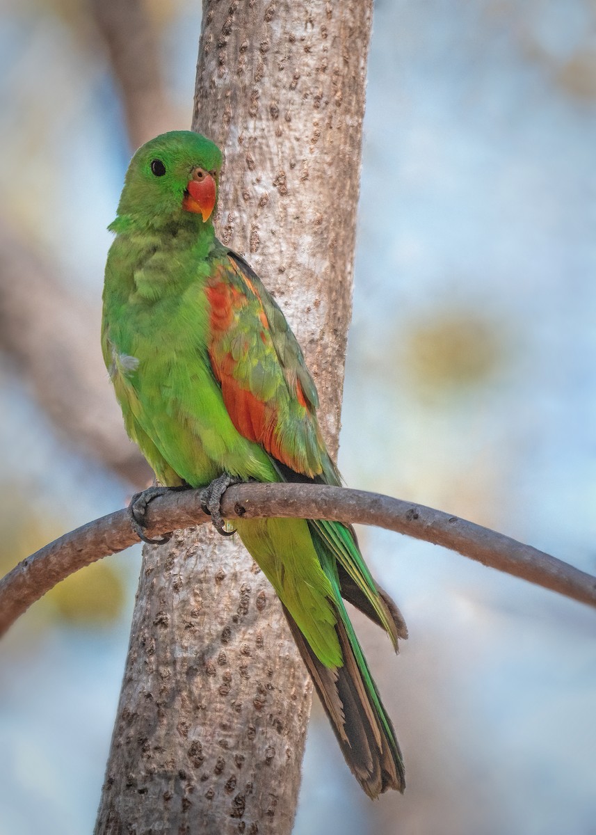 Папужець-червонокрил австралійський - ML479839941