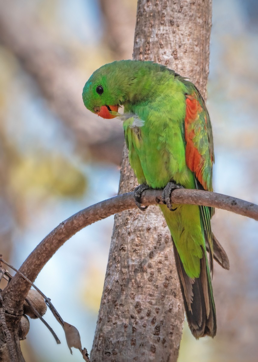 Папужець-червонокрил австралійський - ML479839951