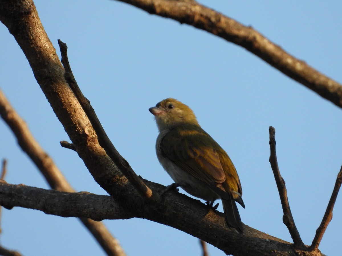 Pallid Honeyguide - Lloyd Weber