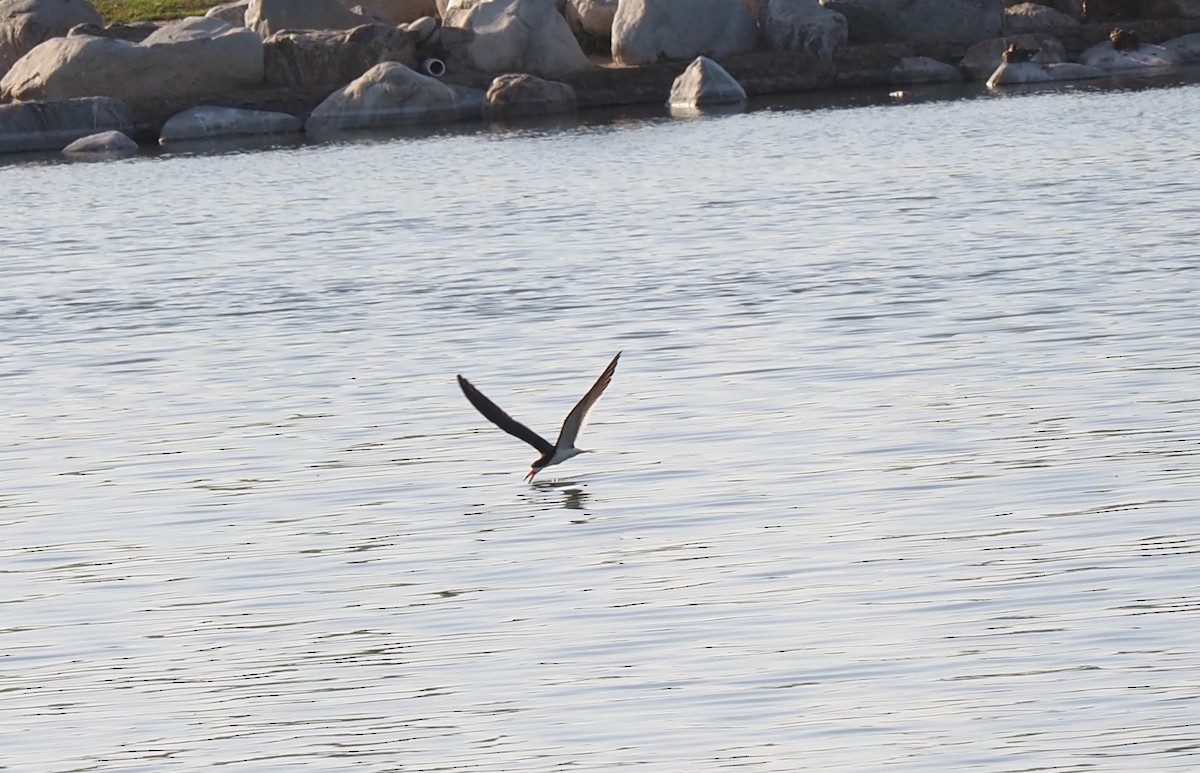 Black Skimmer - ML479842011