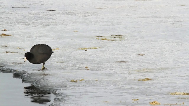 American Coot (Red-shielded) - ML479843