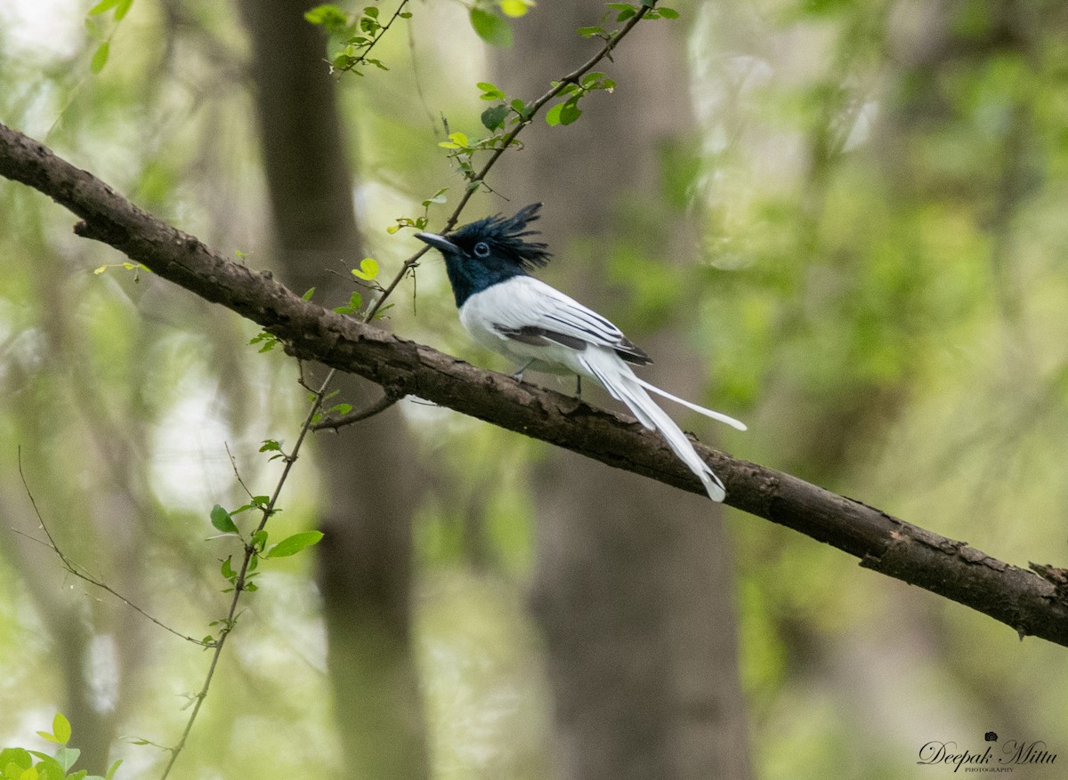 Indian Paradise-Flycatcher - ML479843031