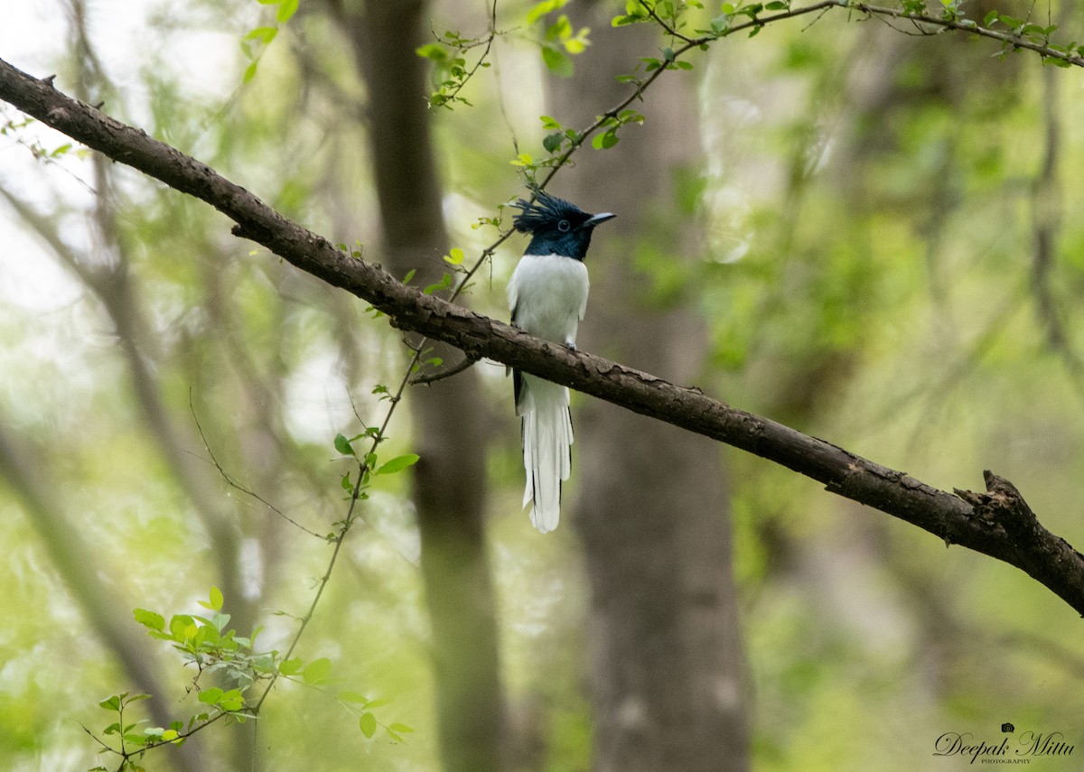 Indian Paradise-Flycatcher - ML479843041