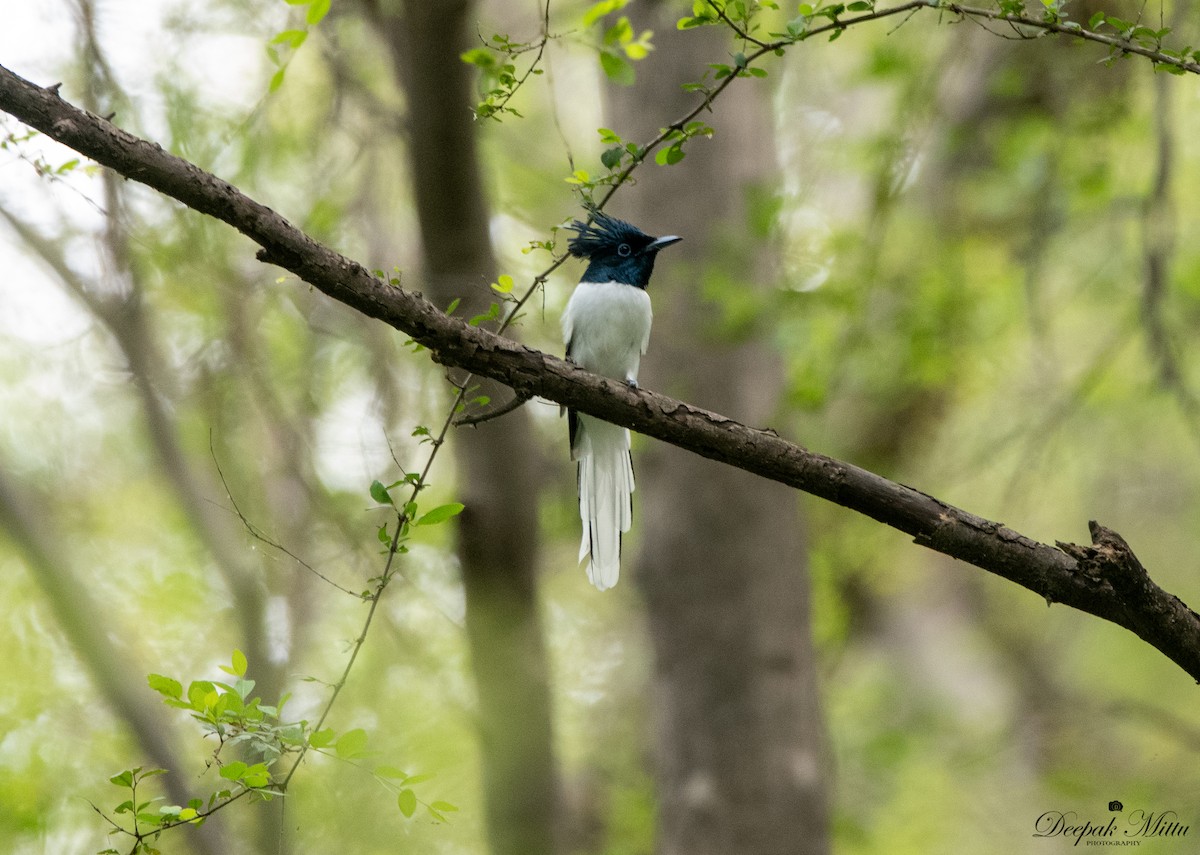 Indian Paradise-Flycatcher - ML479843041