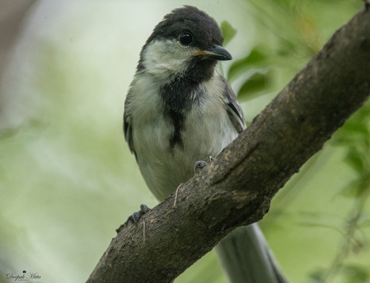 Asian Tit (Cinereous) - ML479843141