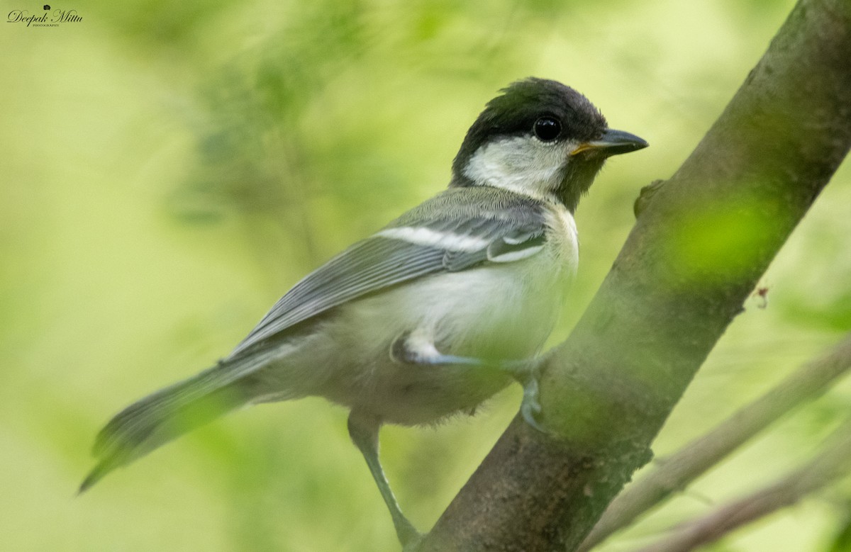 Asian Tit (Cinereous) - ML479843151