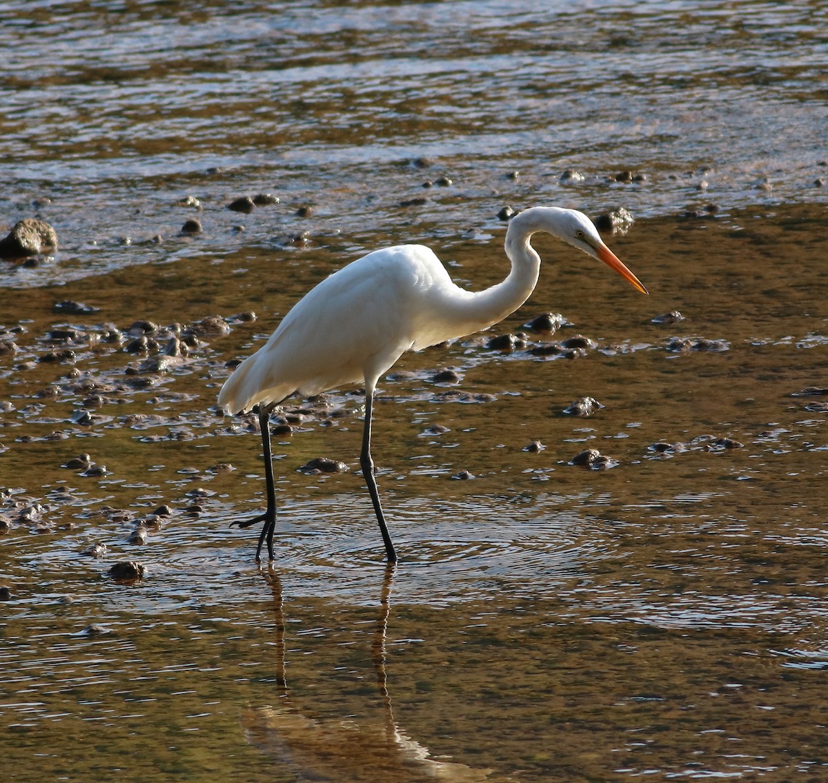 Great Egret - ML479843871