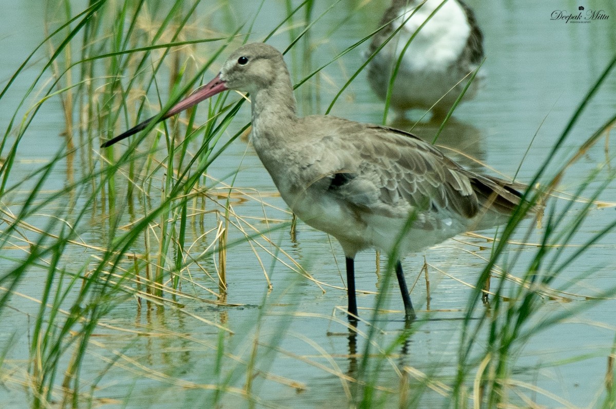 Black-tailed Godwit - ML479843901