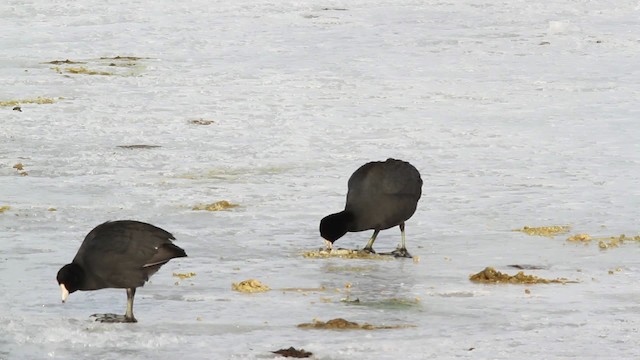 American Coot (Red-shielded) - ML479844