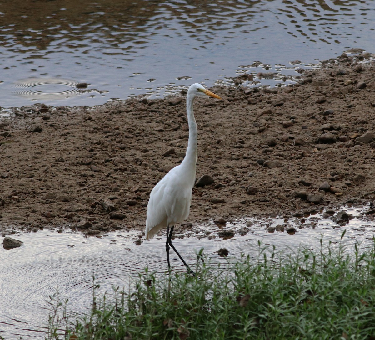 Great Egret - ML479844061