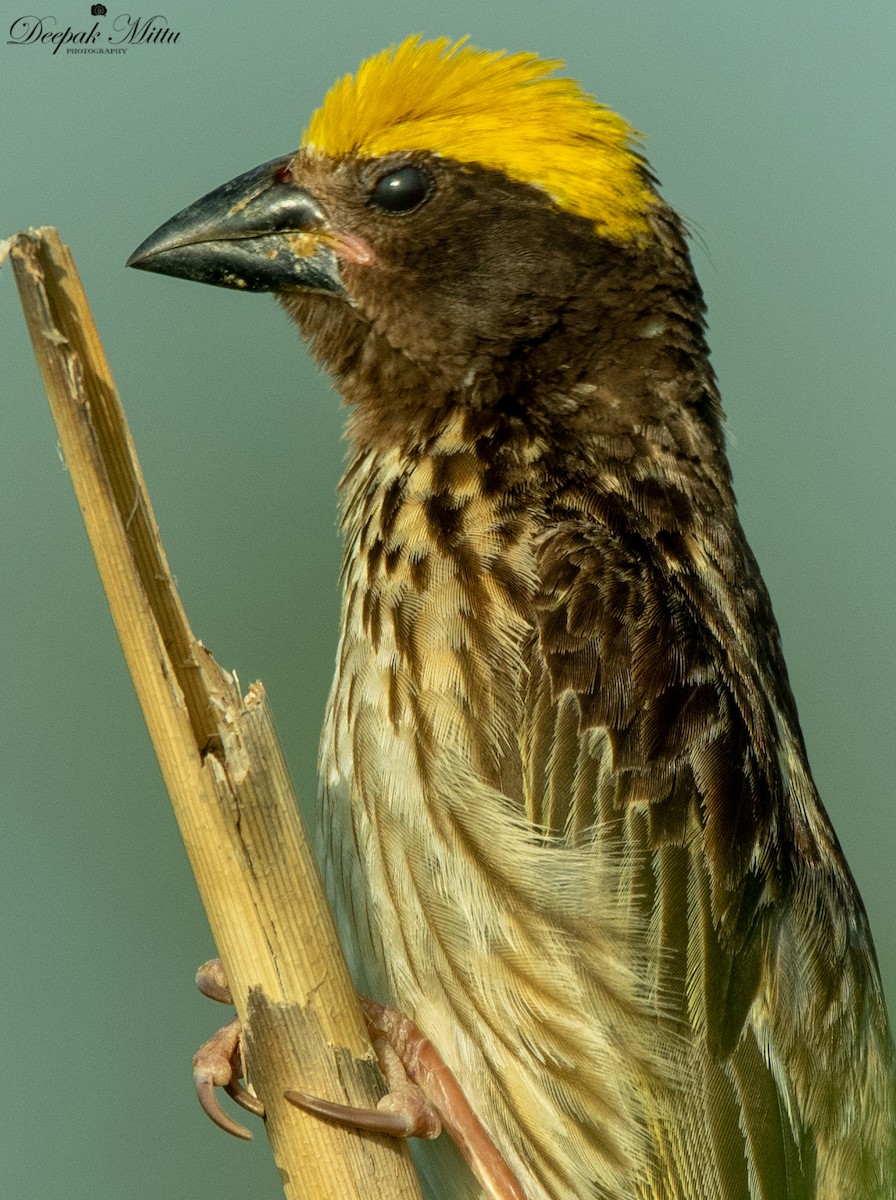 Streaked Weaver - ML479844151