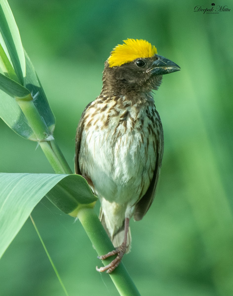 Streaked Weaver - ML479844161