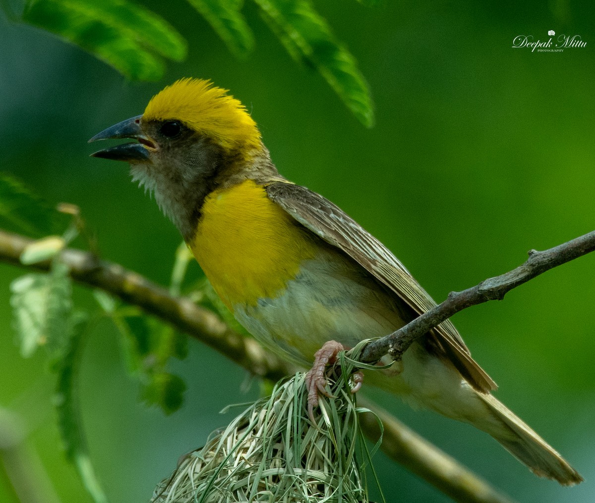 Baya Weaver - ML479844401