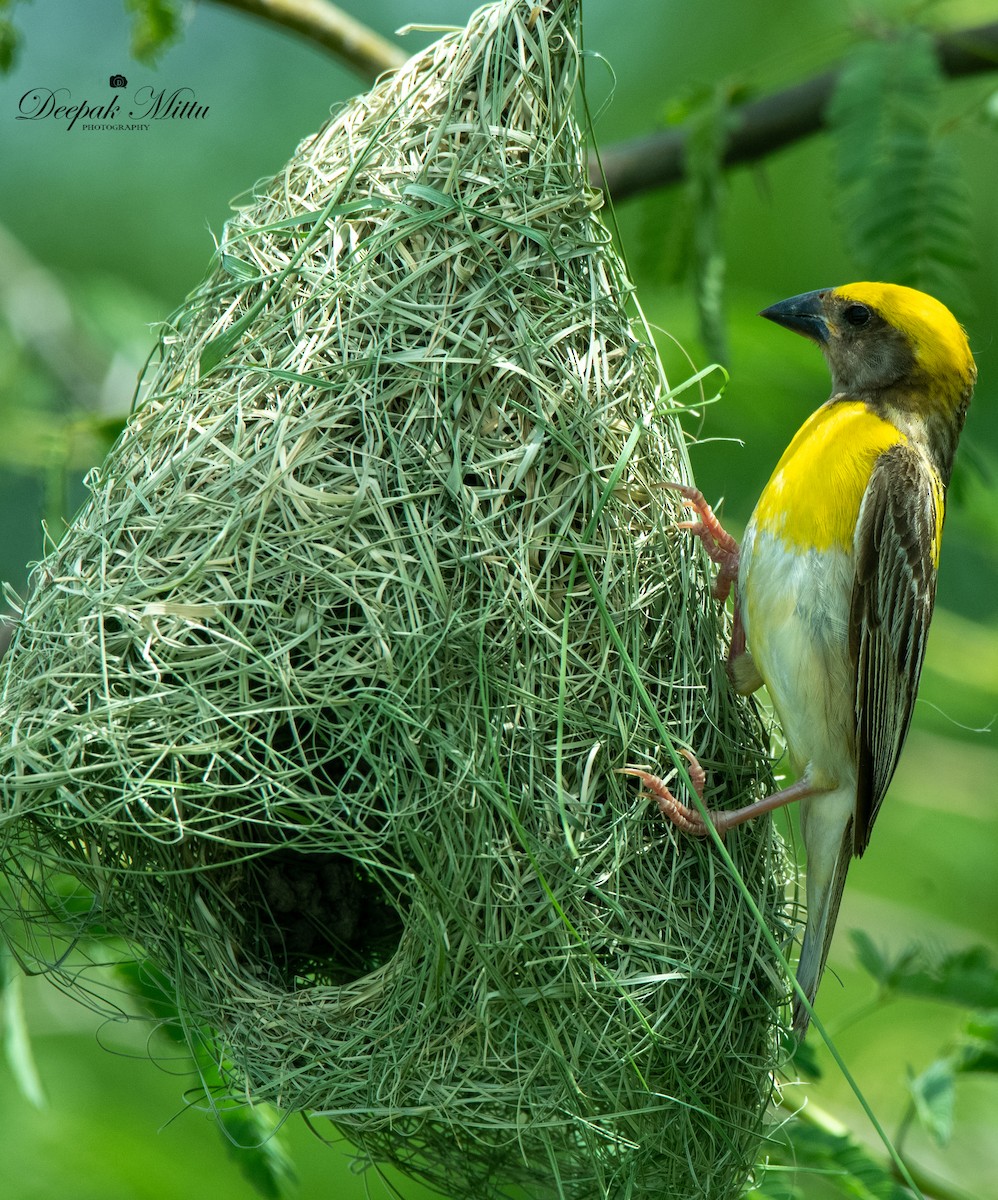 Baya Weaver - ML479844411