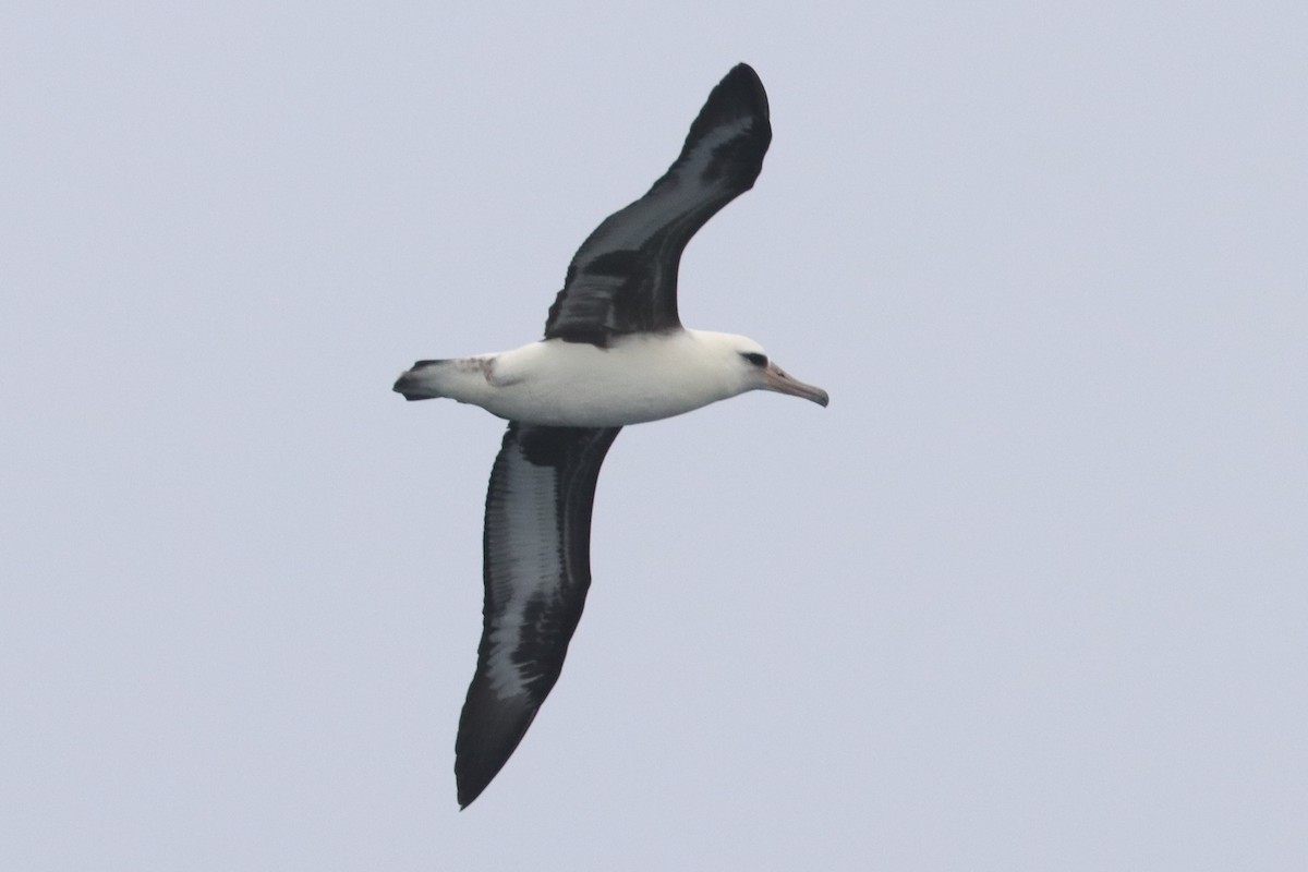 Laysan Albatross - ML479844761