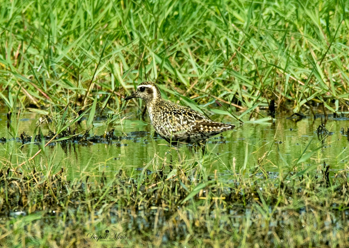 Pacific Golden-Plover - ML479844821
