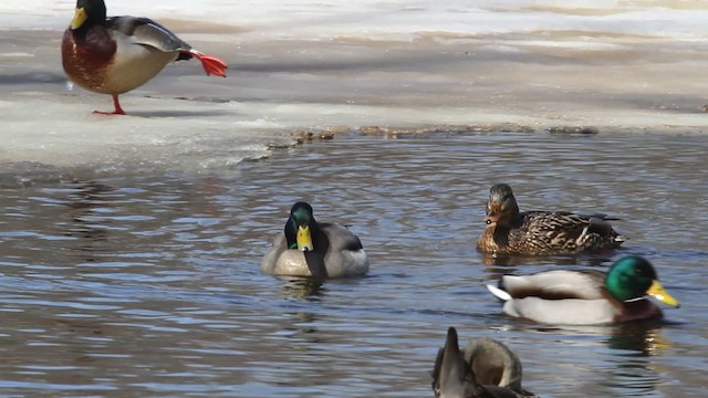 Canard colvert - ML479845