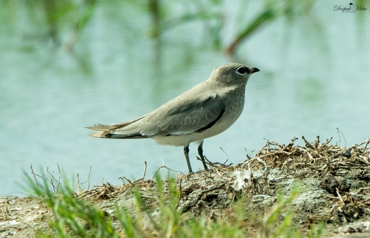 Small Pratincole - ML479845141