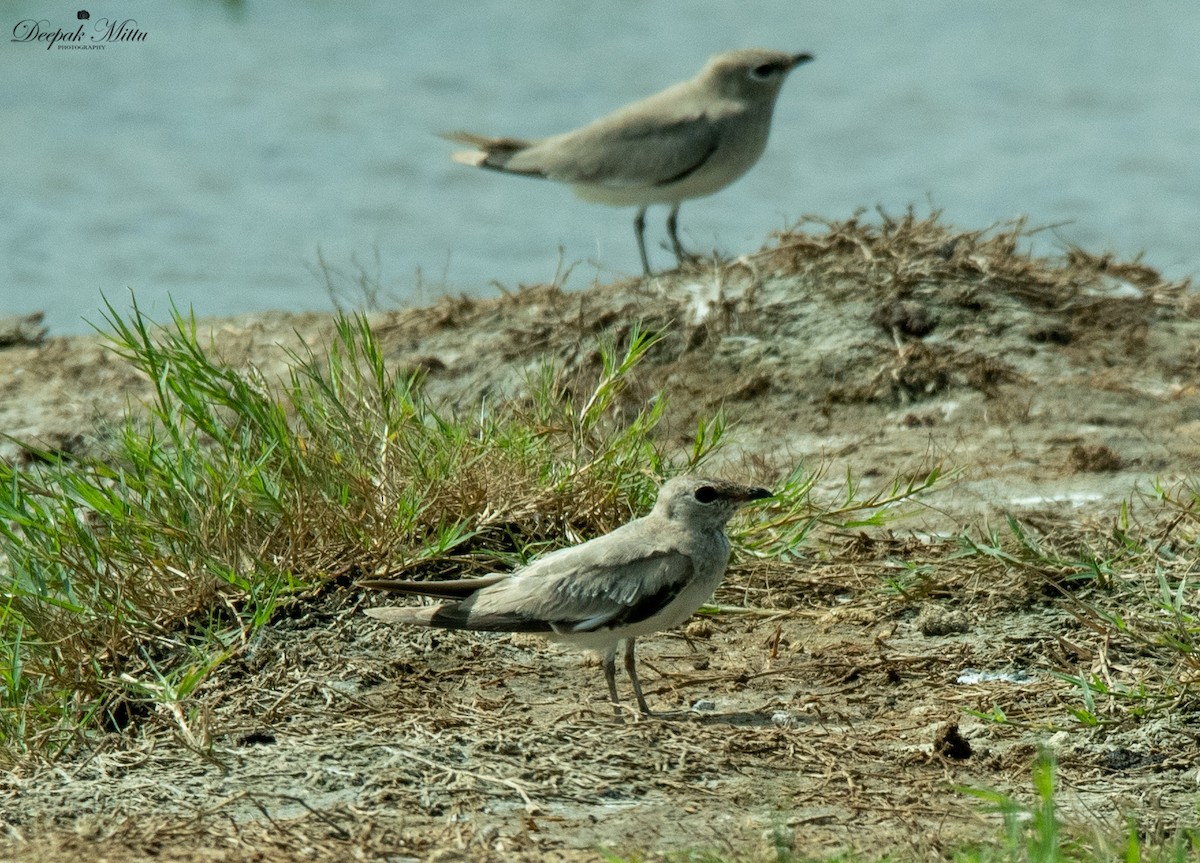 Small Pratincole - ML479845151