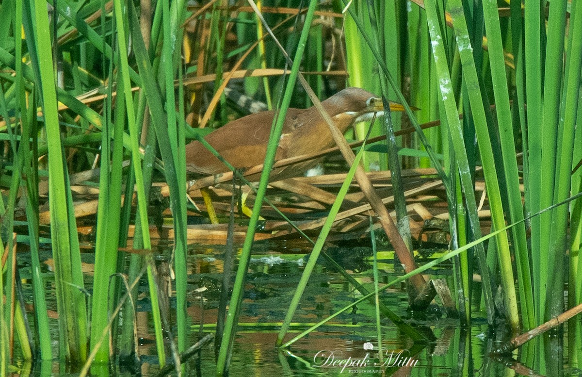 Cinnamon Bittern - ML479845211